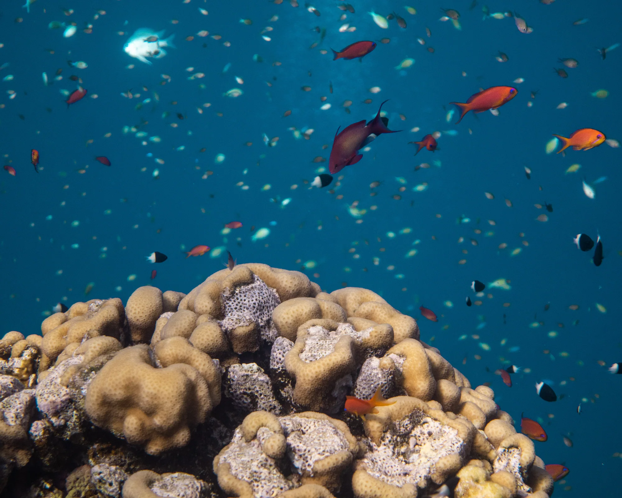 Red Sea