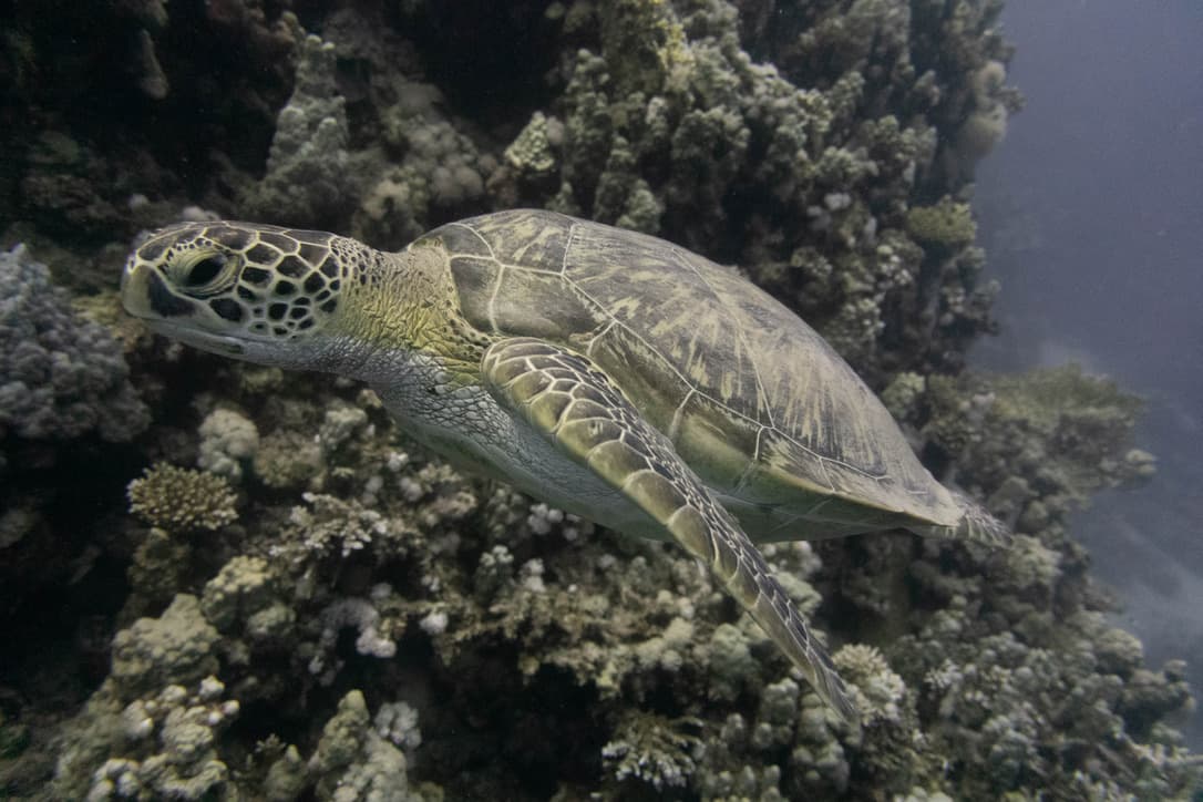 Green Turtle