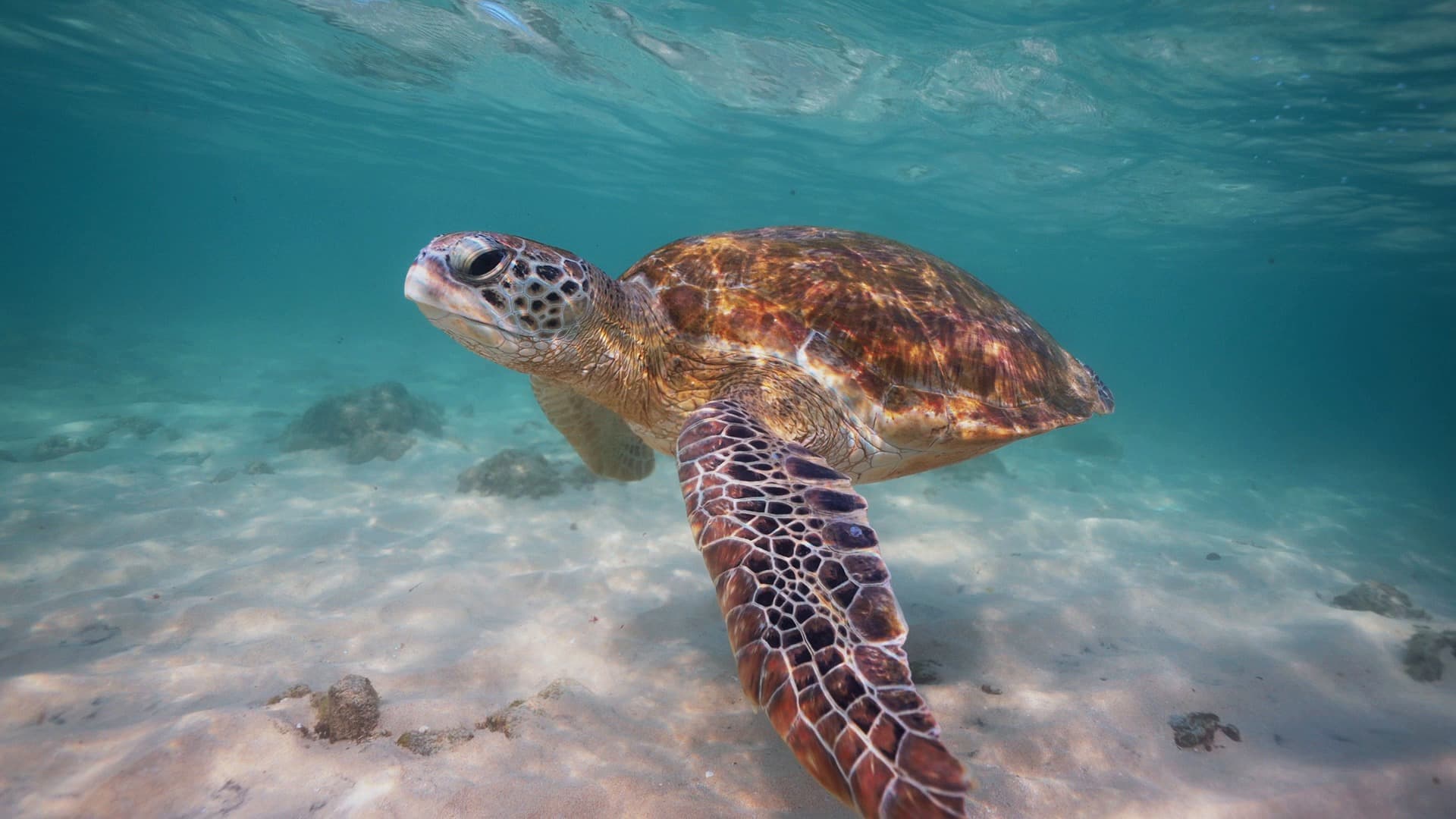 Green Turtle